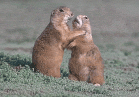 drole-marmotte-chien-prairie-castor.gif