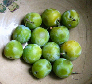 variété de prunes