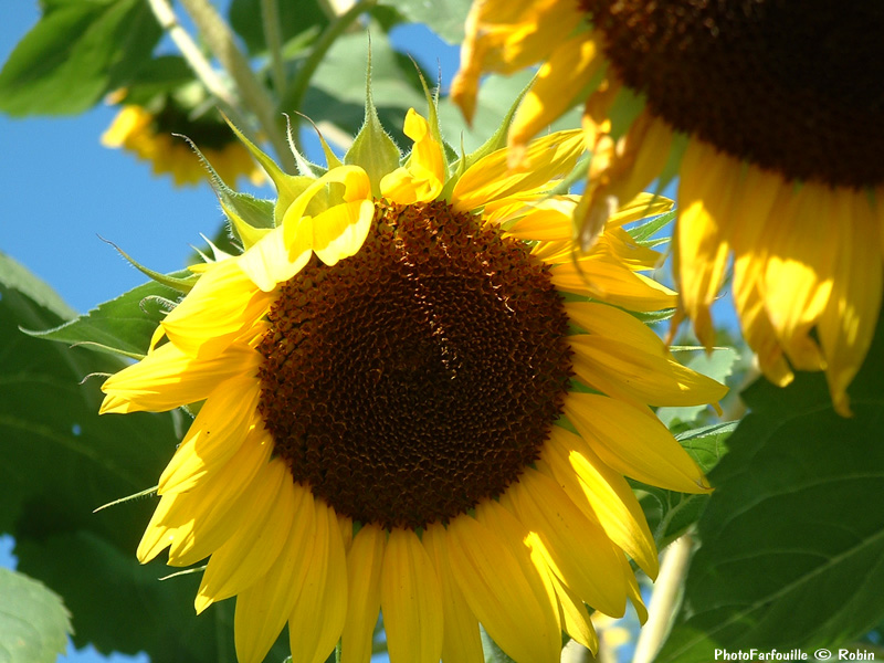 Tournesol Fleur de Tournesol