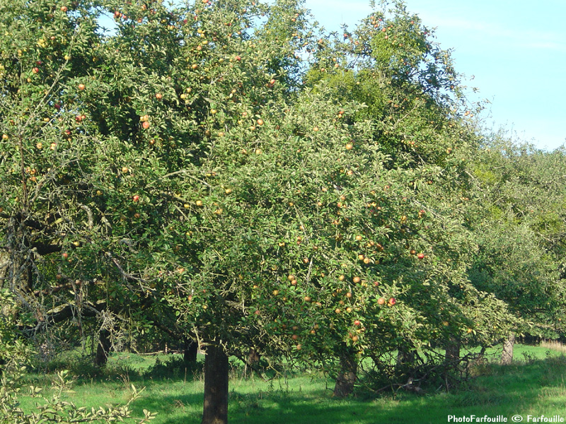 Pommes Verger