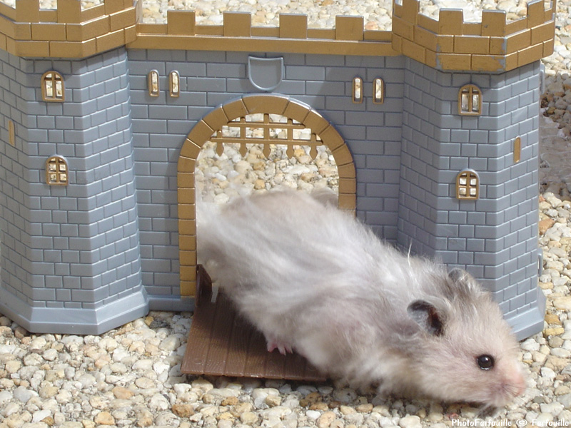 Amidou photo : hamster