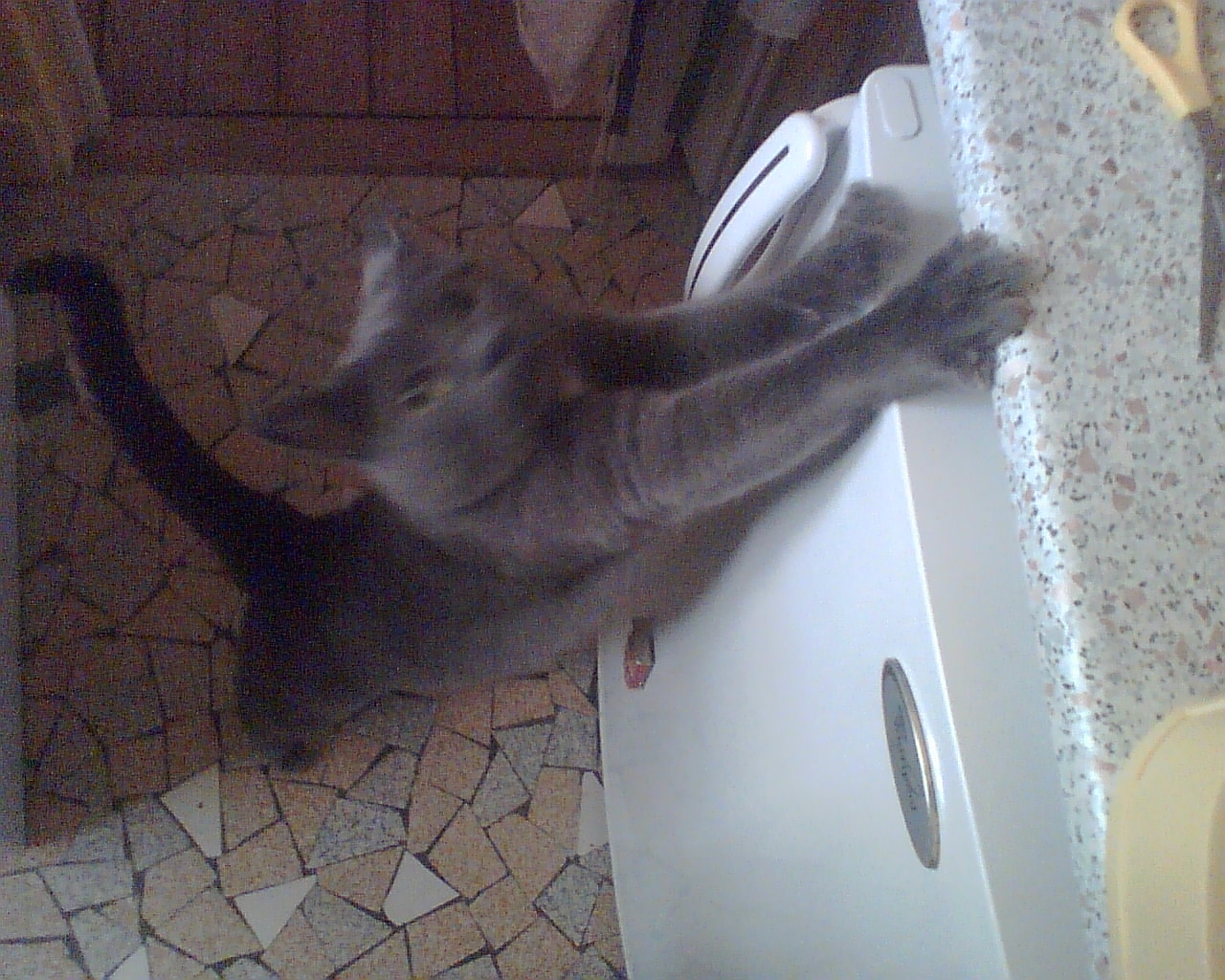 http://ddata.over-blog.com/xxxyyy/0/31/24/18/animaux/Photo005.jpg