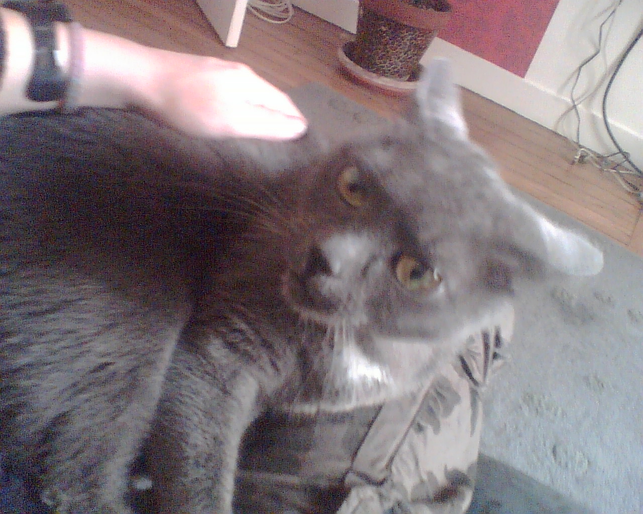 http://ddata.over-blog.com/xxxyyy/0/31/24/18/animaux/Photo007.jpg