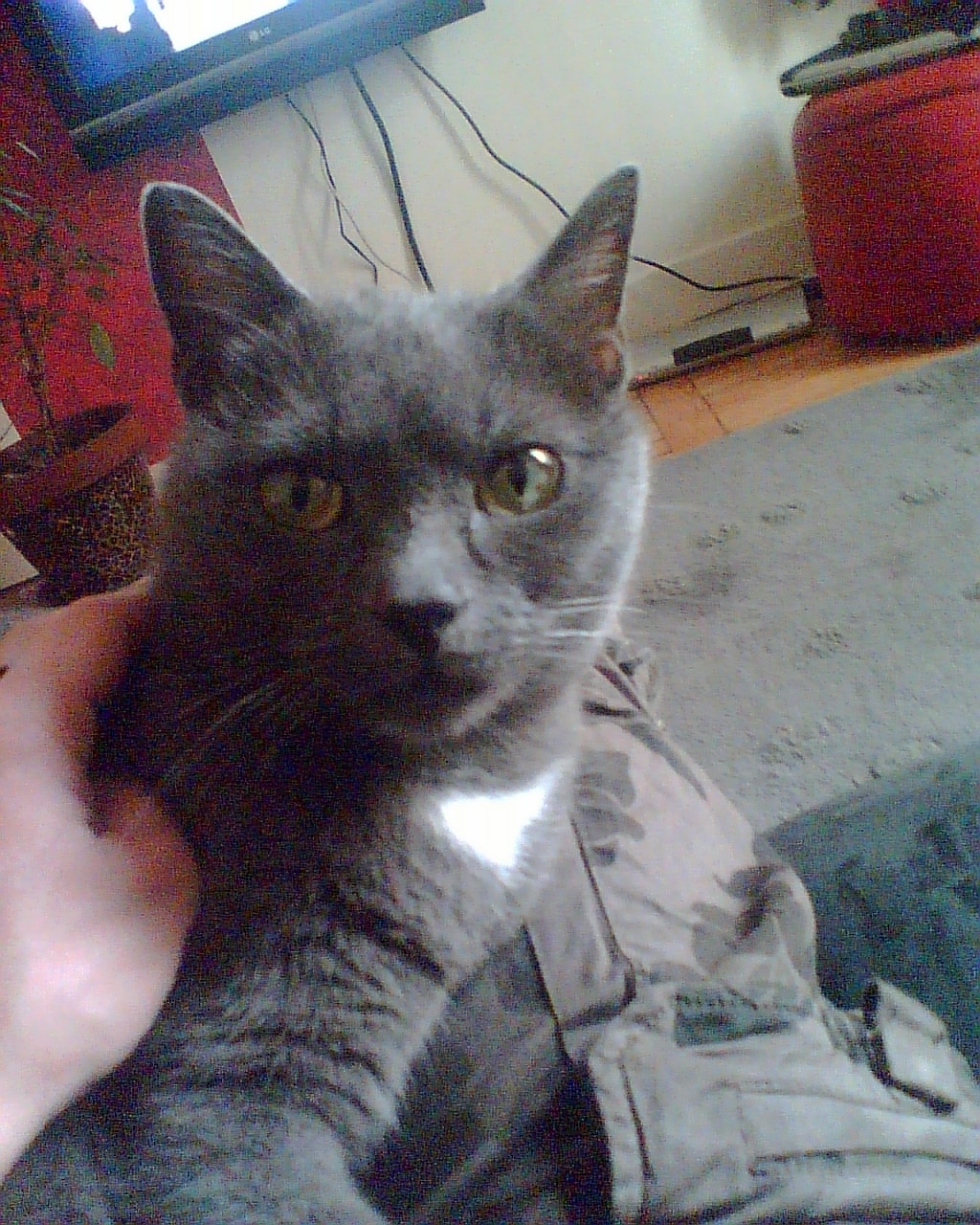 http://ddata.over-blog.com/xxxyyy/0/31/24/18/animaux/Photo010.jpg