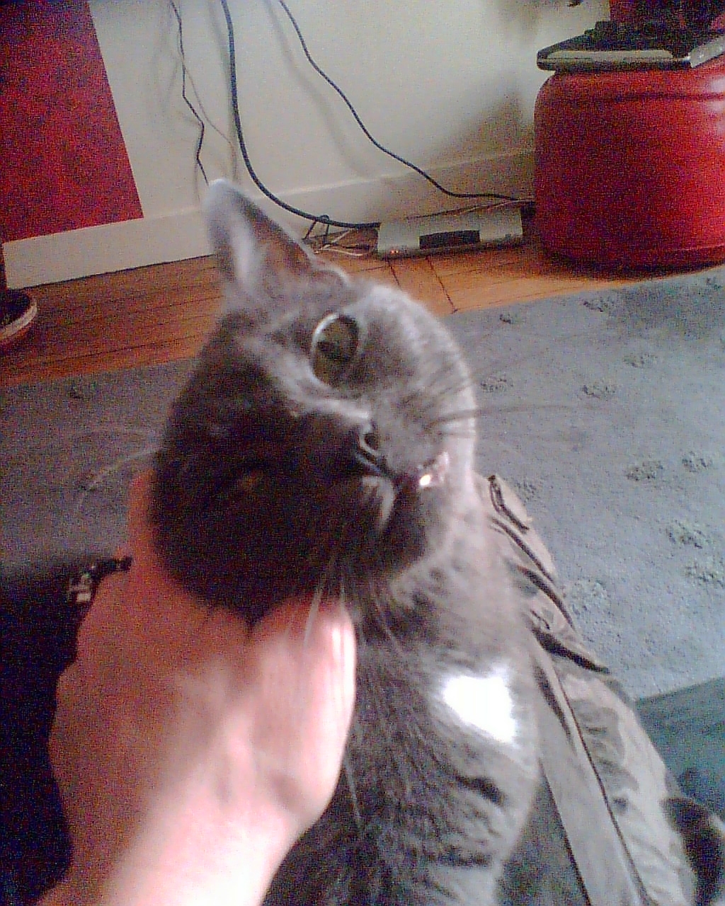 http://ddata.over-blog.com/xxxyyy/0/31/24/18/animaux/Photo014.jpg