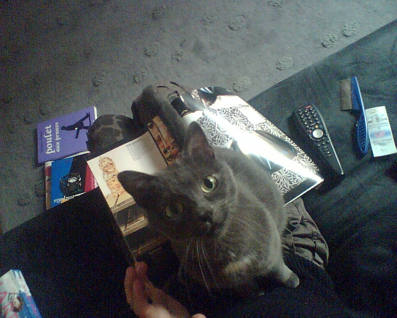 http://ddata.over-blog.com/xxxyyy/0/31/24/18/animaux/Photo021.jpg