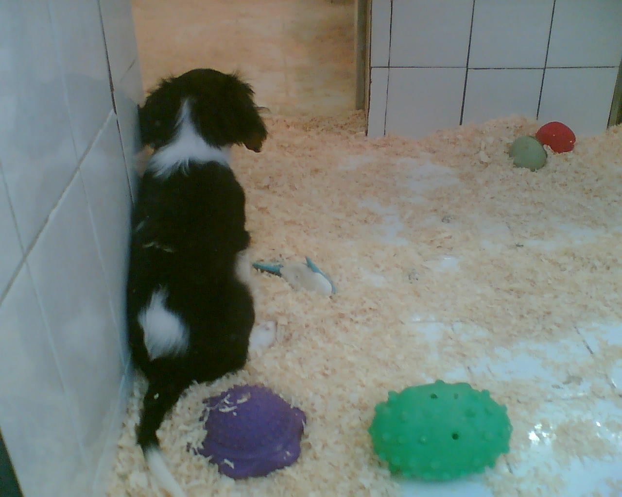 http://ddata.over-blog.com/xxxyyy/0/31/24/18/animaux/Photo027.jpg