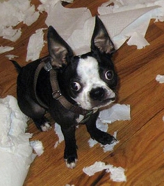 http://ddata.over-blog.com/xxxyyy/0/31/24/18/animaux/boston-terror2.jpg