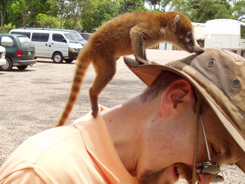 http://ddata.over-blog.com/xxxyyy/0/31/24/18/animaux/coatimundi.jpg