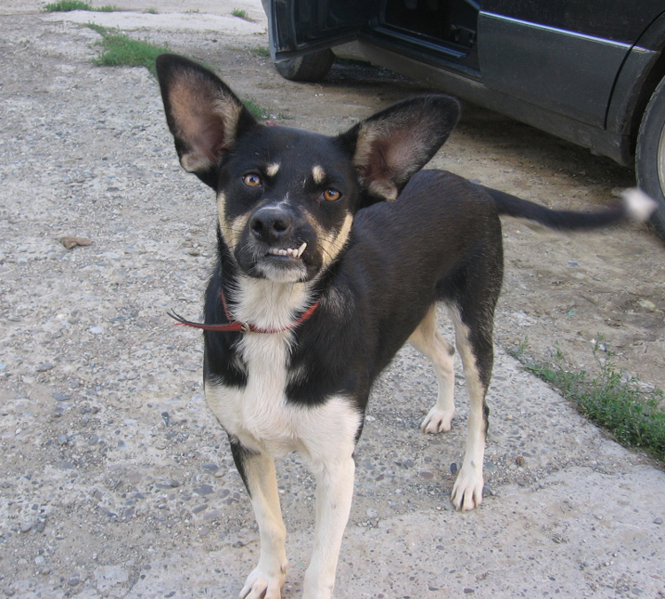 http://ddata.over-blog.com/xxxyyy/0/31/24/18/animaux/coltisor.jpg