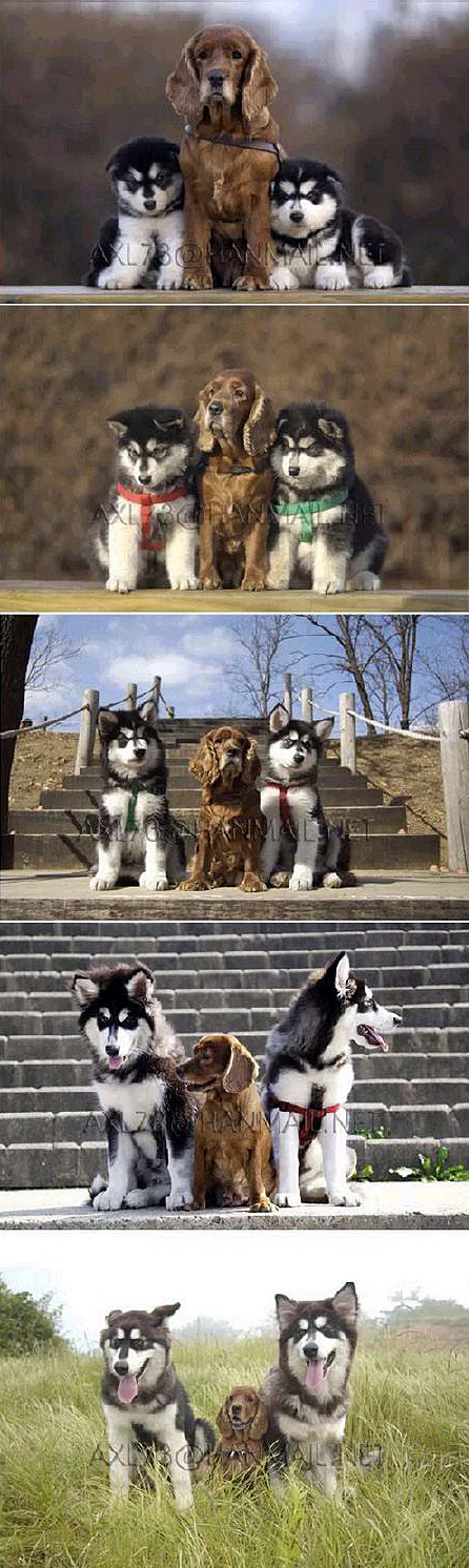 http://ddata.over-blog.com/xxxyyy/0/31/24/18/animaux/doh-2.jpg