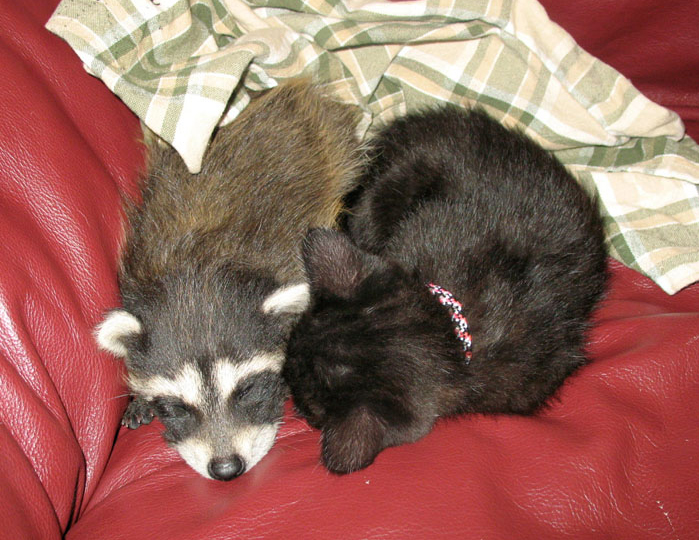 http://ddata.over-blog.com/xxxyyy/0/31/24/18/animaux/lilaandoutlaw.jpg