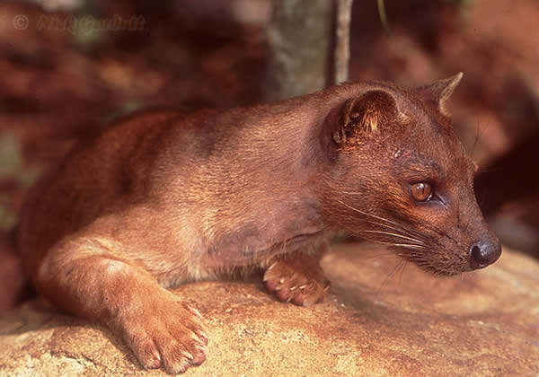 http://ddata.over-blog.com/xxxyyy/0/31/24/18/animaux/ma10.jpg