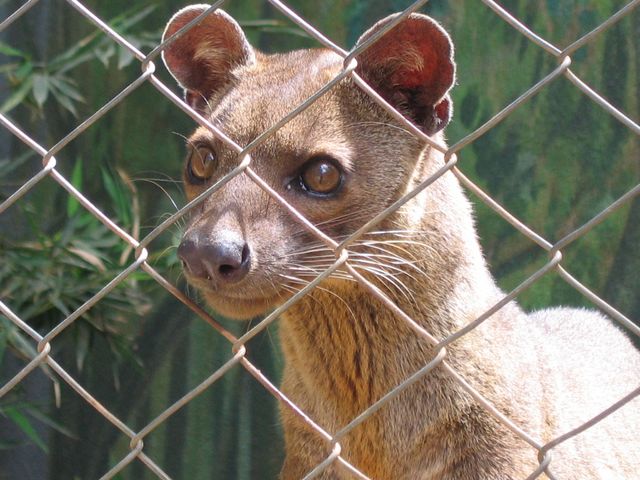 http://ddata.over-blog.com/xxxyyy/0/31/24/18/animaux/normal-559-Fosa.jpg
