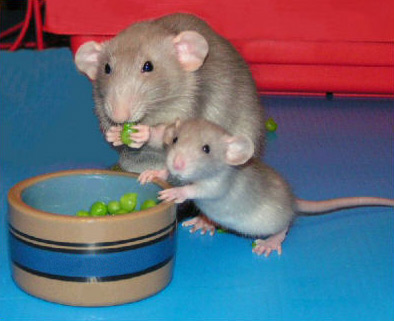 http://ddata.over-blog.com/xxxyyy/0/31/24/18/animaux/rattatooeh-2.jpg