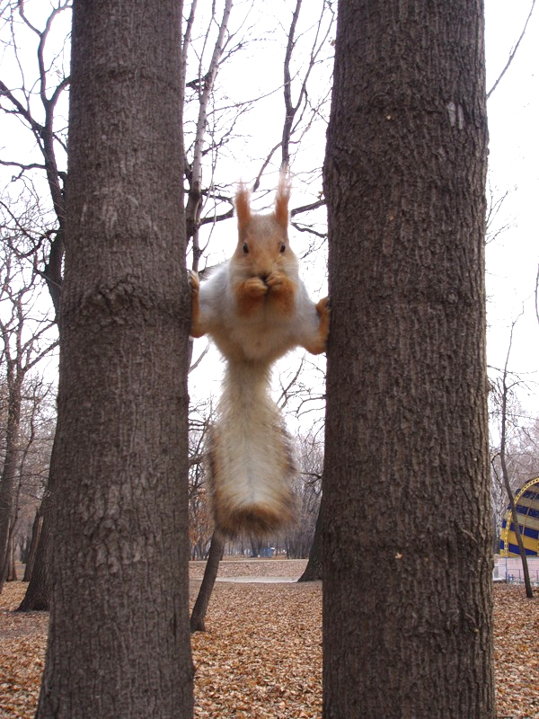 http://ddata.over-blog.com/xxxyyy/0/31/24/18/animaux/thighmaster.jpg