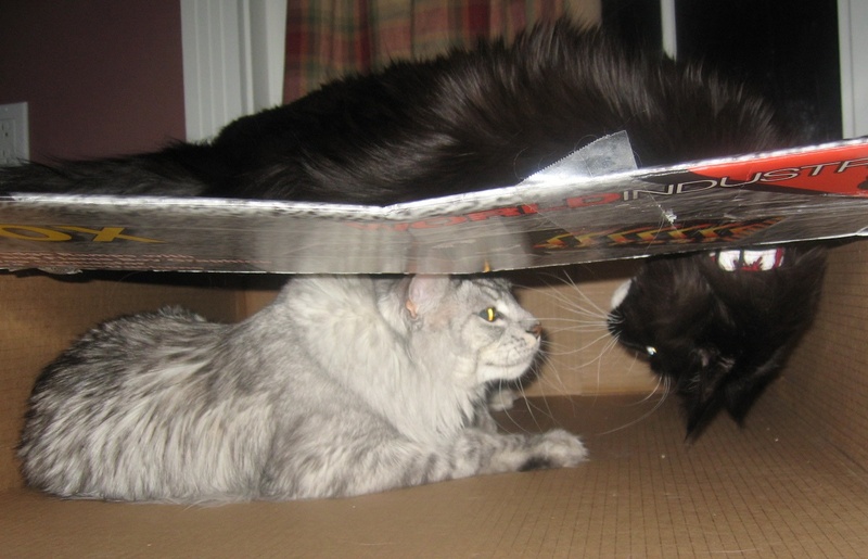 http://ddata.over-blog.com/xxxyyy/0/31/24/18/animaux/truuuubs.jpg
