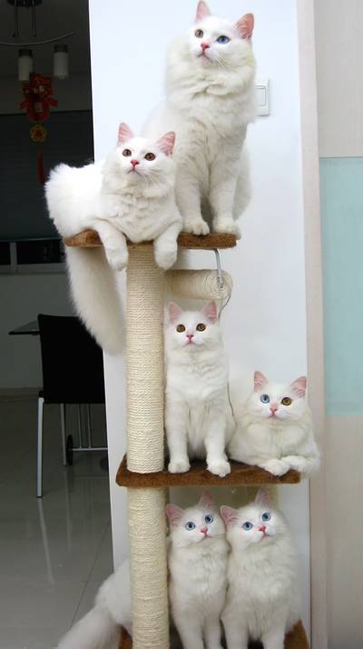 http://ddata.over-blog.com/xxxyyy/0/31/24/18/cat-tree.jpg