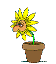 http://ddata.over-blog.com/xxxyyy/0/31/24/18/d--co/fleur-1.gif