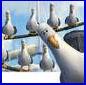 http://ddata.over-blog.com/xxxyyy/0/31/24/18/les-mouettes.jpg